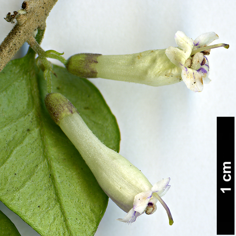 High resolution image: Family: Verbenaceae - Genus: Rhaphithamnus - Taxon: spinosus